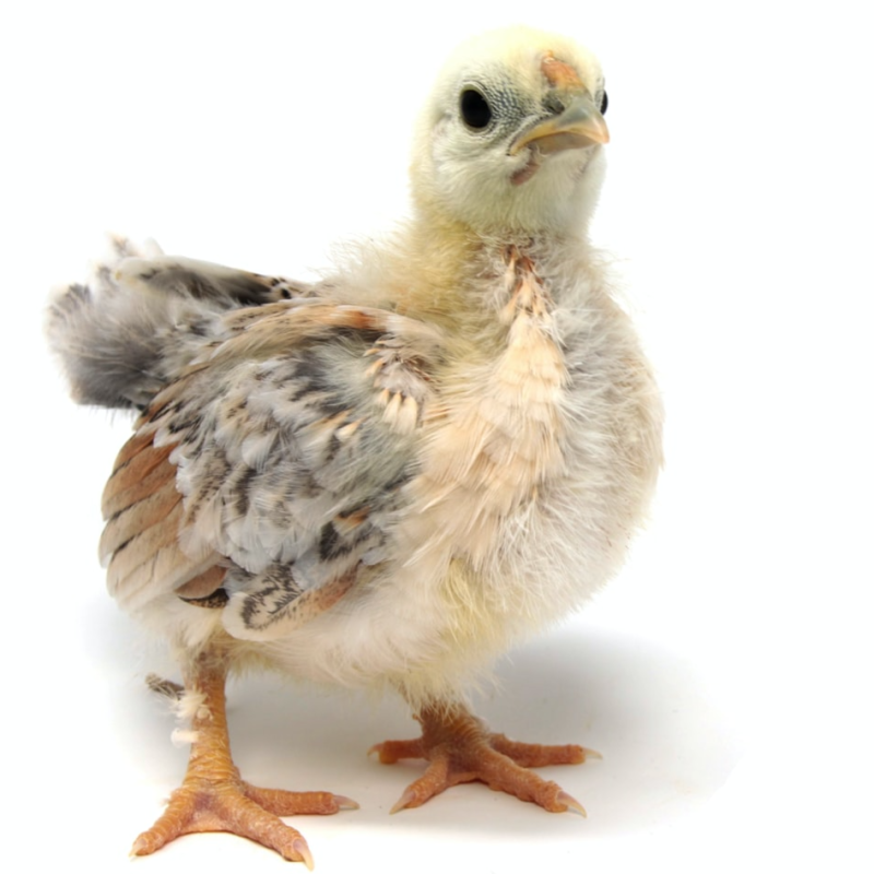 Kippie voor een prikkie, een kort verhaal uit de serie Coronkels, korte verhalen in Corona-tijd.