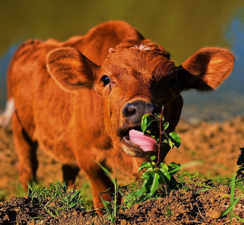 Vandaar BOE, een kort verhaal uit de serie Coronkels, korte verhalen in Corona-tijd.