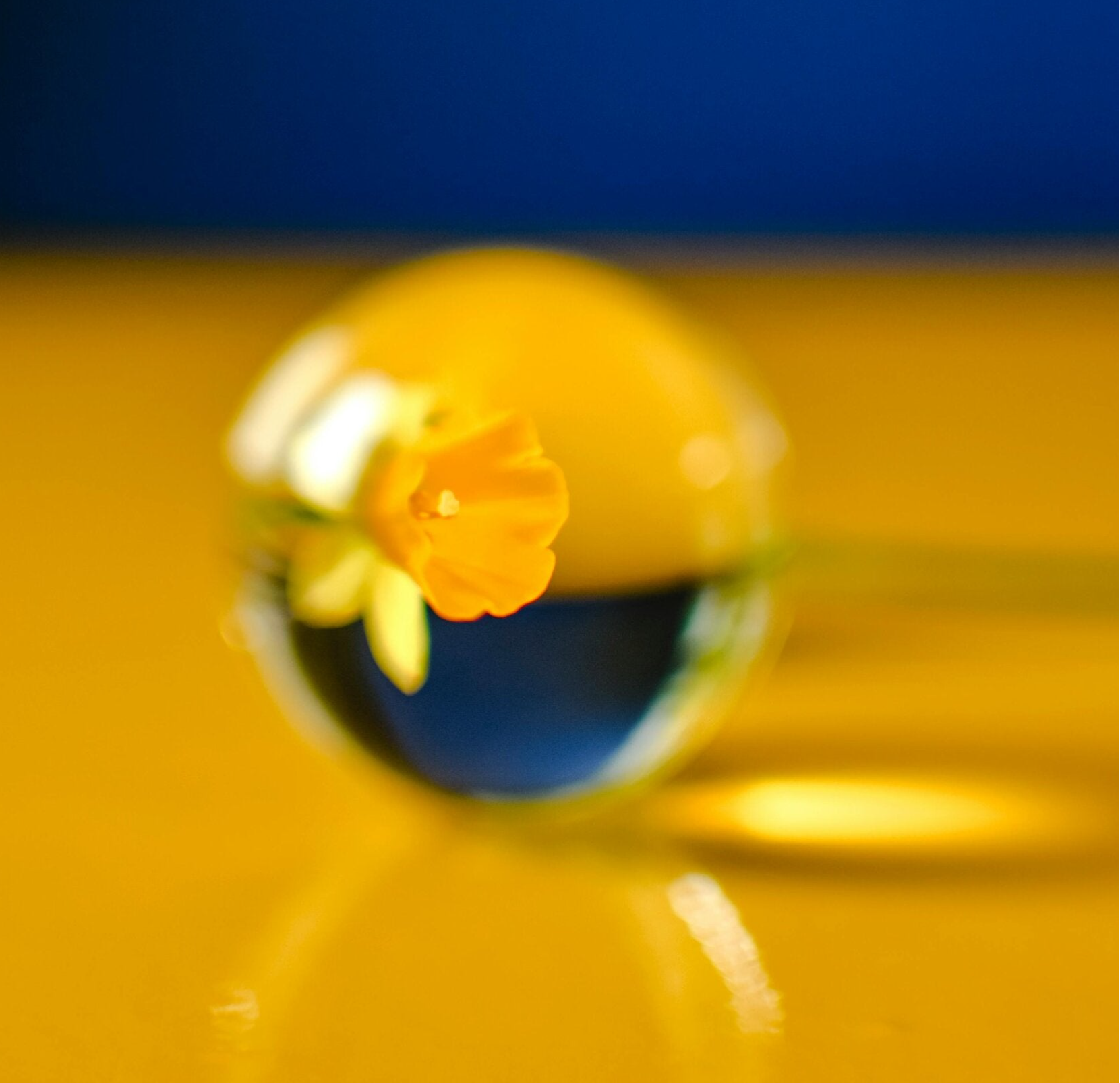 Blozende bollen, kort verhaal in mijn reeks Coronkels