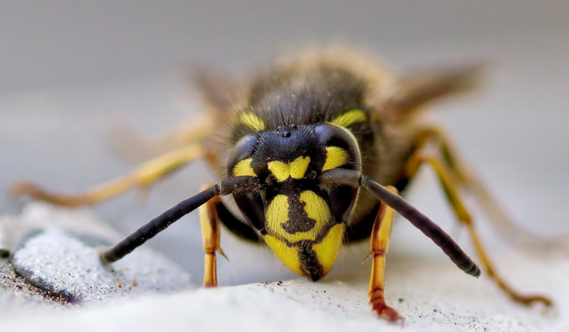 Aai-bij, kort verhaal in mijn reeks Coronkels, verhalen in/na Coronatijd