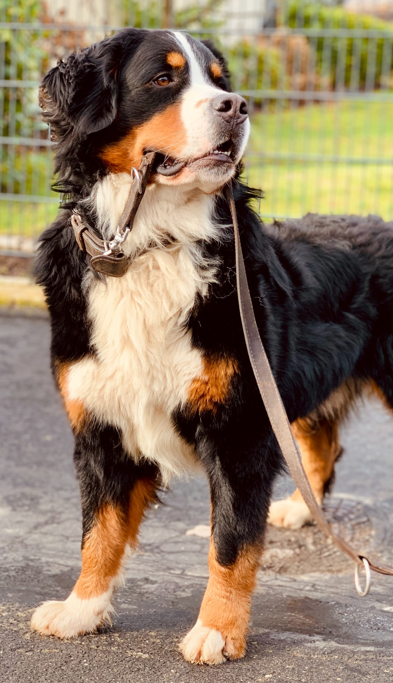 Trouwe makker, een kort verhaal uit de serie Coronkels, korte verhalen in Corona-tijd.