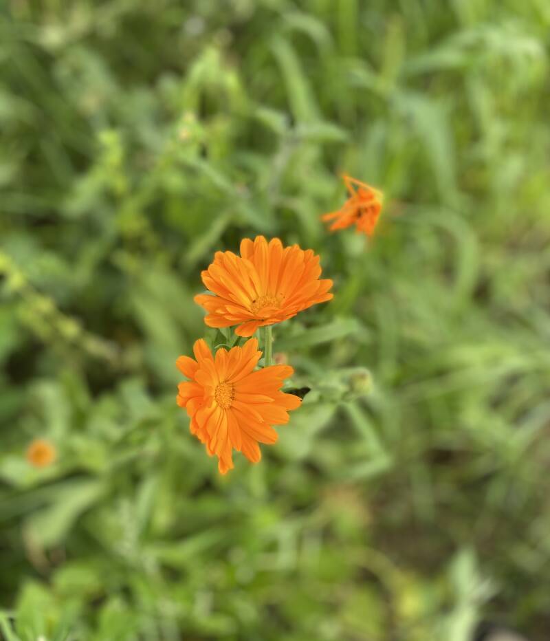 Fytotherpie Margot kempenaars dierenarts acupunctuur osteopaat  acupuncturist holistisch paard hond kat