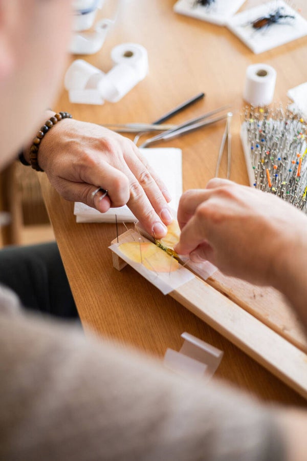 Workshop Vlinders prepareren : "De basis" - Dinsdag 22/09/2026 - 19u00 -  Mechelen