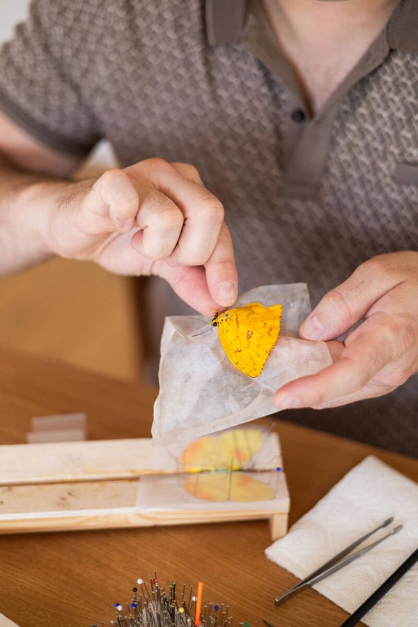 Workshop Vlinders Prepareren :"Zeldzame vleugels" - Dinsdag 24/11/2026 - 14u - Mechelen