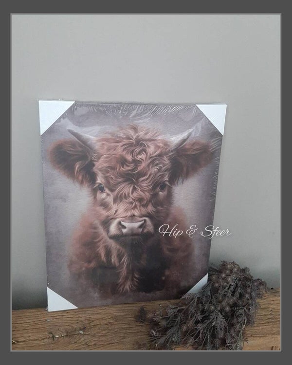 Canvas Hooglander kleur