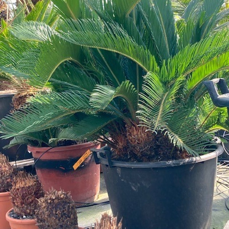 cycas revoluta - exotische tuinplant