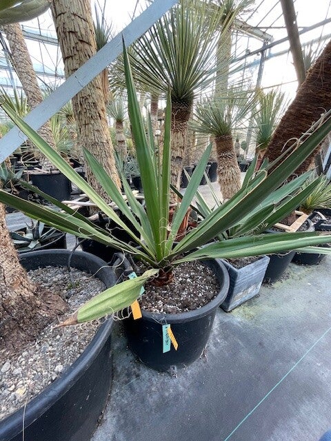 Yucca faxoniana