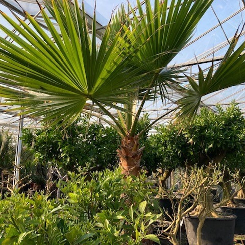 picasso greens - exotische tuinplanten