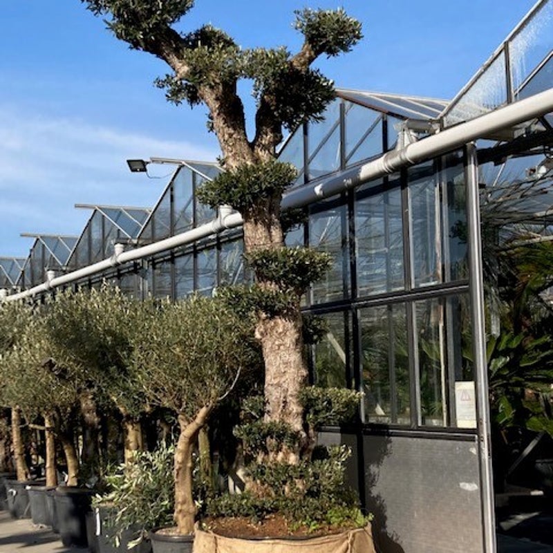 olea europea - mediterrane tuinplant