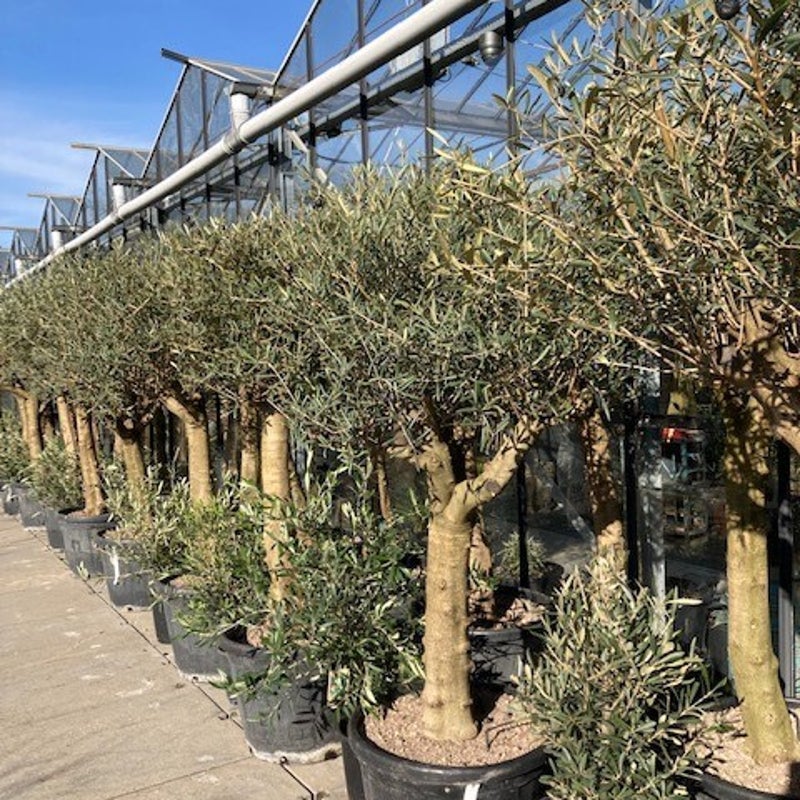 olea europea - mediterrane plant