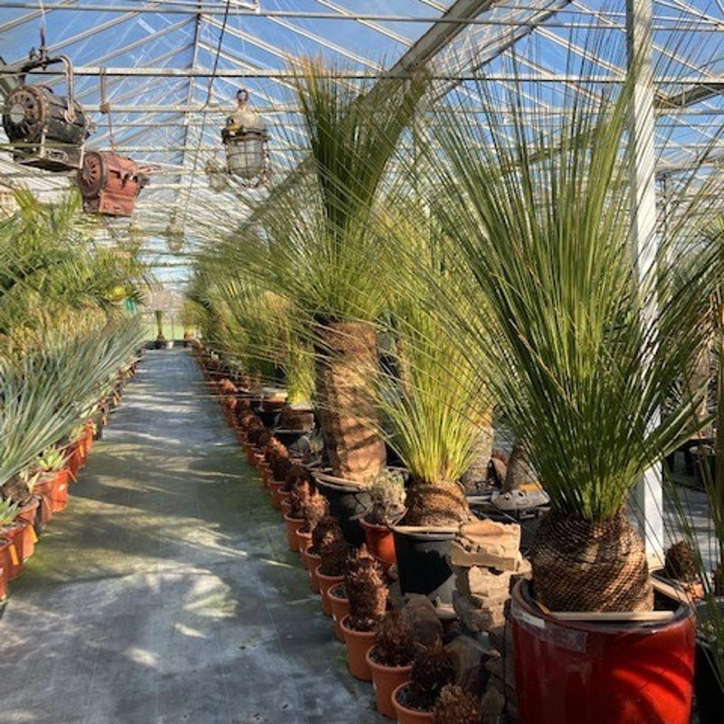 dasylirion longissium - exotische tuinplant