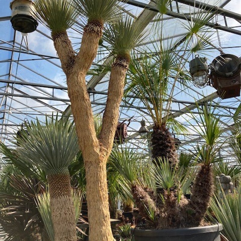 yucca rostrata multihead - exotische tuinplant
