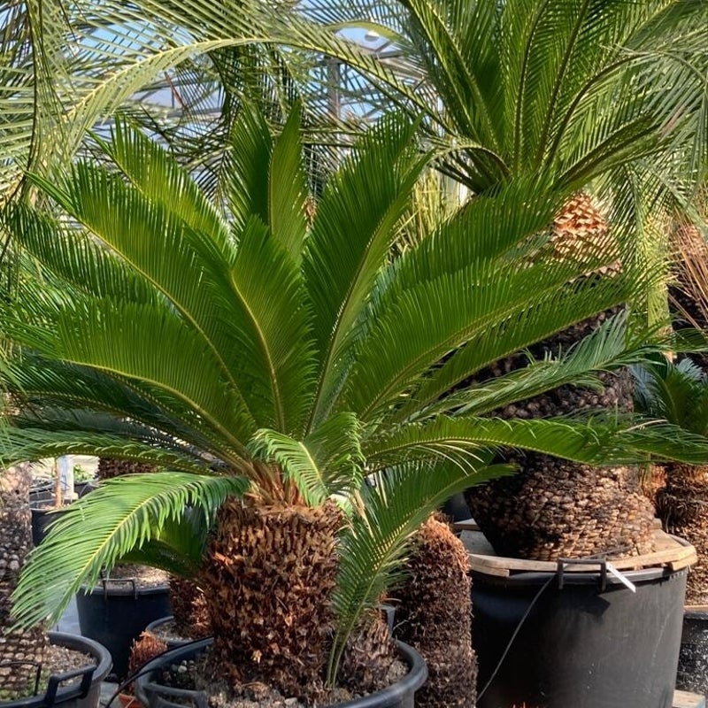 cycas revoluta - exotische tuinplant