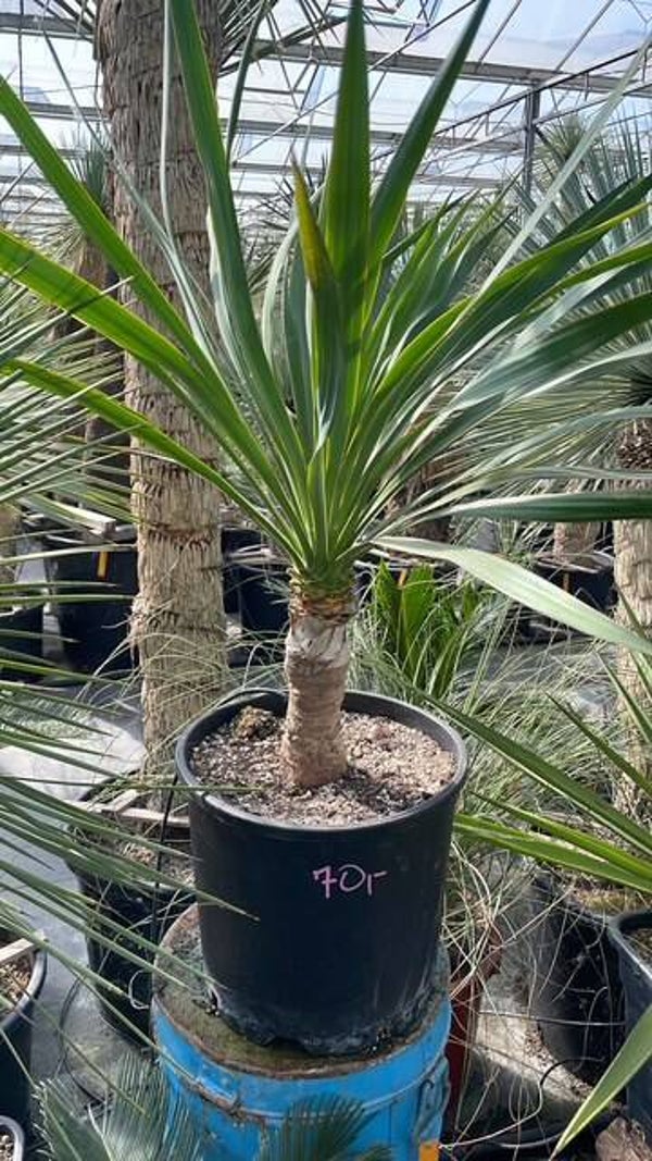 Yucca gloriosa