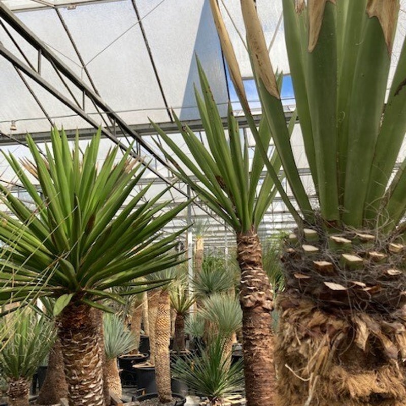 yucca - exotische tuinplant
