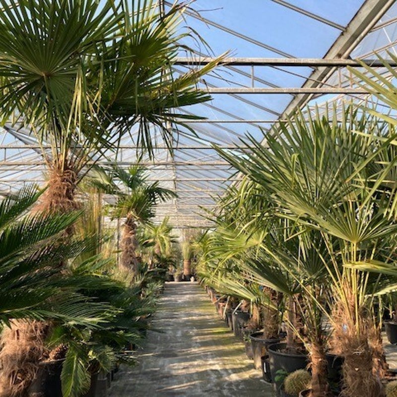 trachycarpus - palmbomen