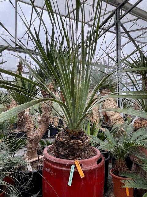 Dasylirion Cedrosanum