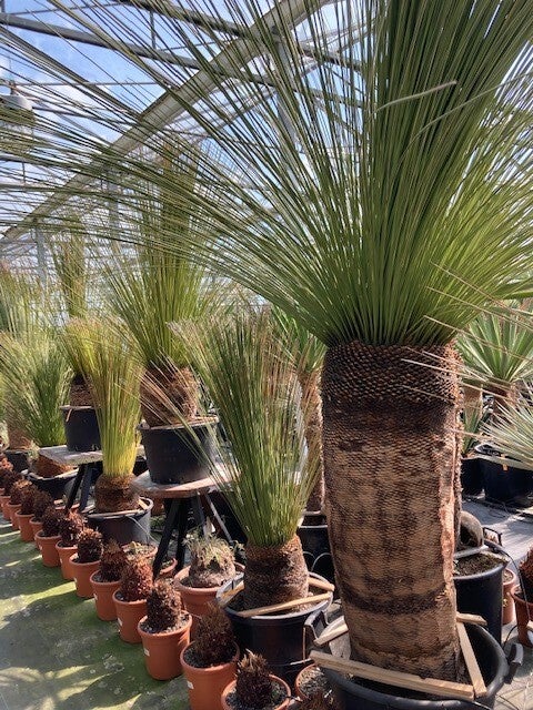 Dasylirion longissium