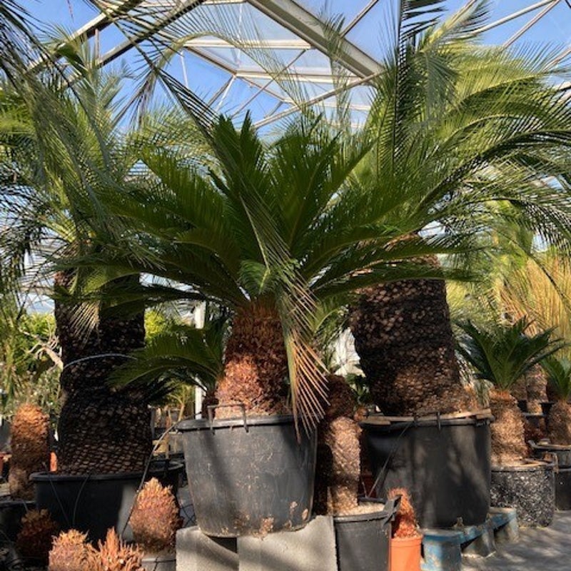 cycas revoluta - exotische tuinplant
