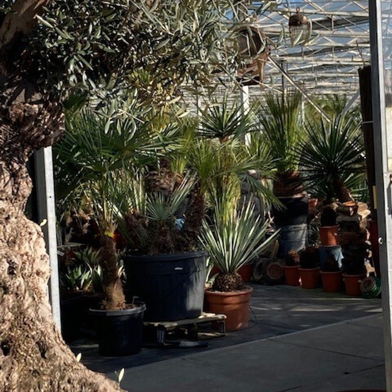 picasso greens - yucca
