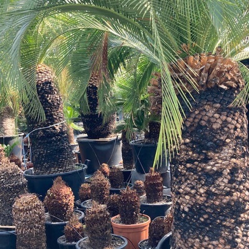 macrozamia mourei - exotische tuinplant