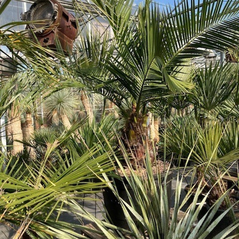 Jubea chilensis - exotische tuinplant