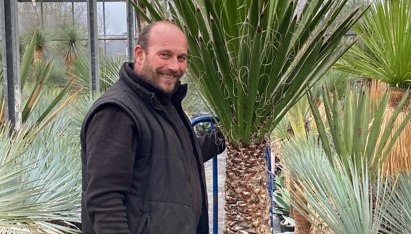 Yucca Carnerosana