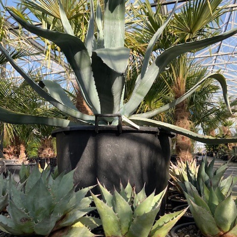 agave americana - exotische tuinplant