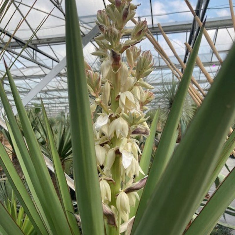 yucca faxoniana - exotische tuinplant