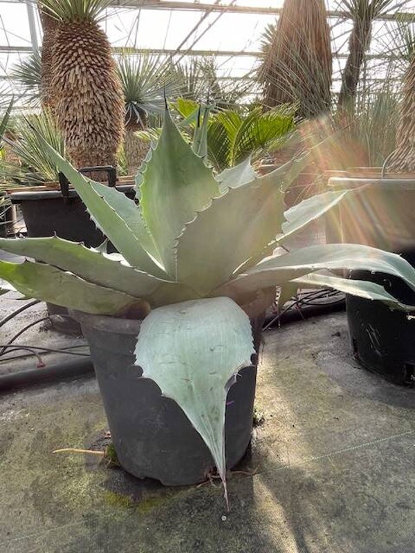 Agave Ovatifolia