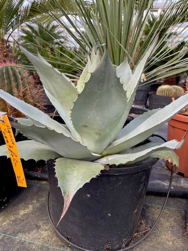 Agave Ovatifolia
