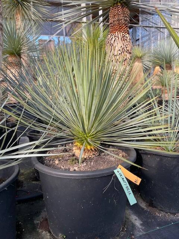 Yucca rostrata - stam 10cm
