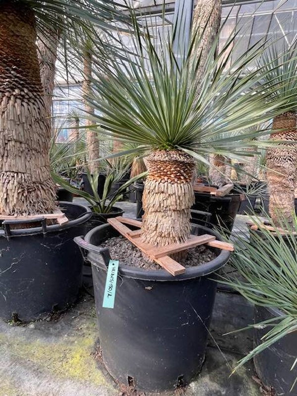 Yucca rostrata - stam 35 cm