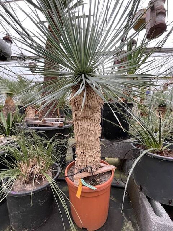 Yucca rostrata - stam 55 cm