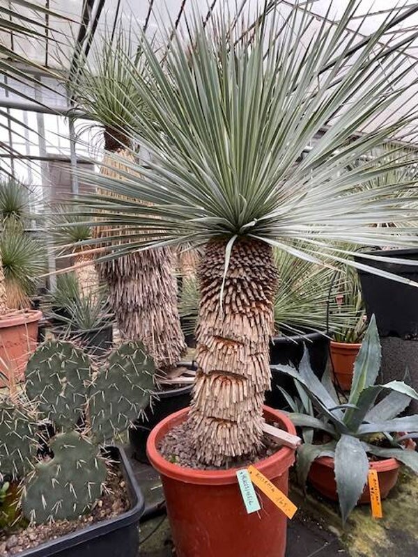 Yucca rostrata - stam 50 cm