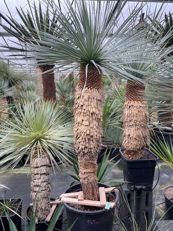 Yucca rostrata - stam 75 cm