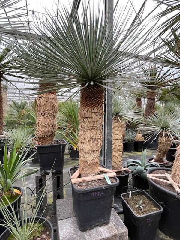 Yucca rostrata - stam 60 cm