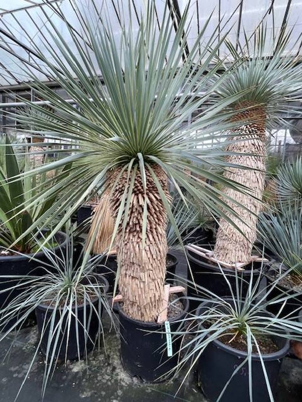 Yucca rostrata - stam 60 cm