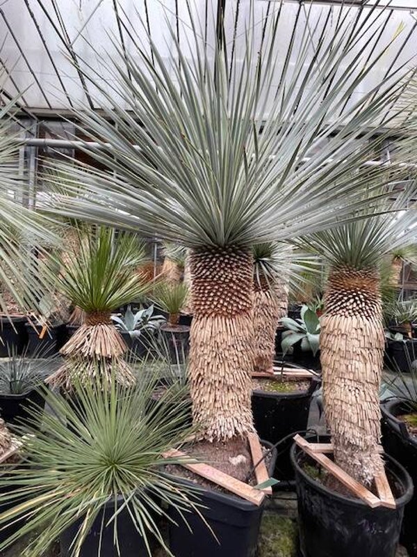 Yucca rostrata - stam 60 cm