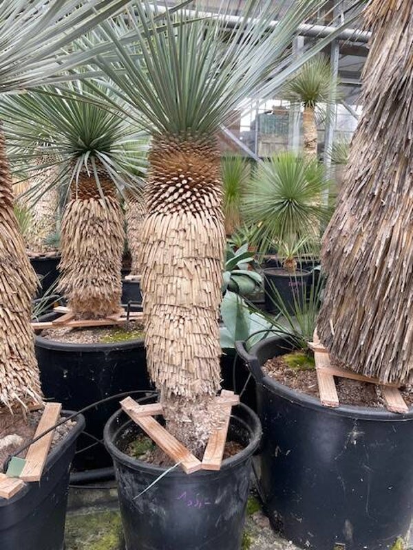 Yucca rostrata - stam 65 cm