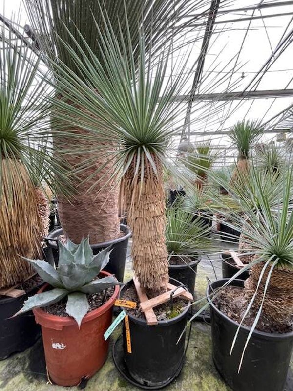 Yucca rostrata - stam 60 cm