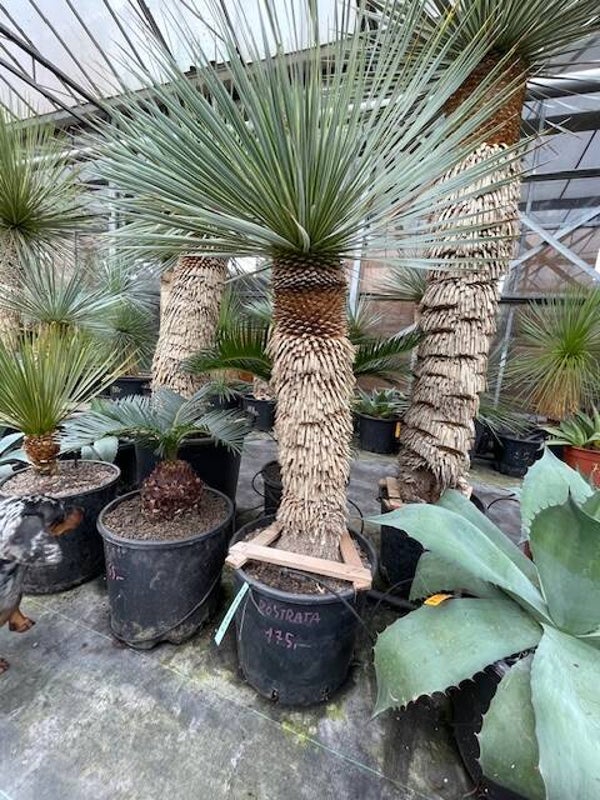 Yucca rostrata - stam 60 cm