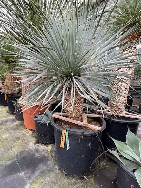 Yucca rostrata - stam 40 cm