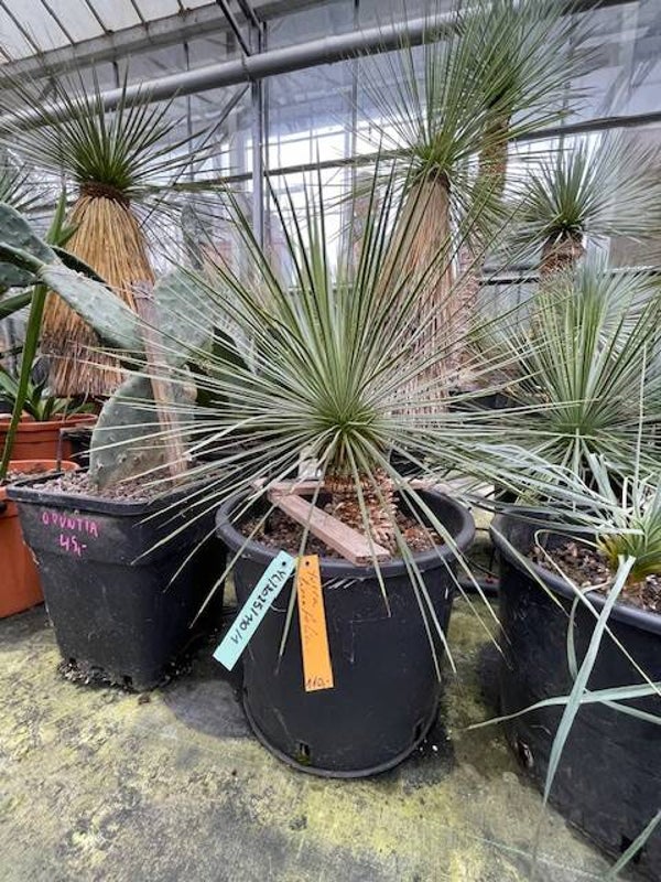 Yucca linearifolia