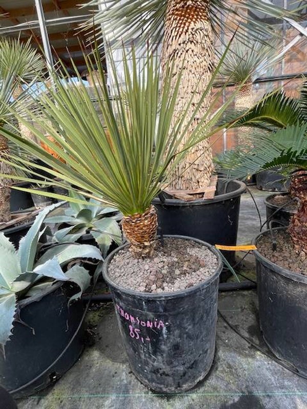 Yucca thompsoniana