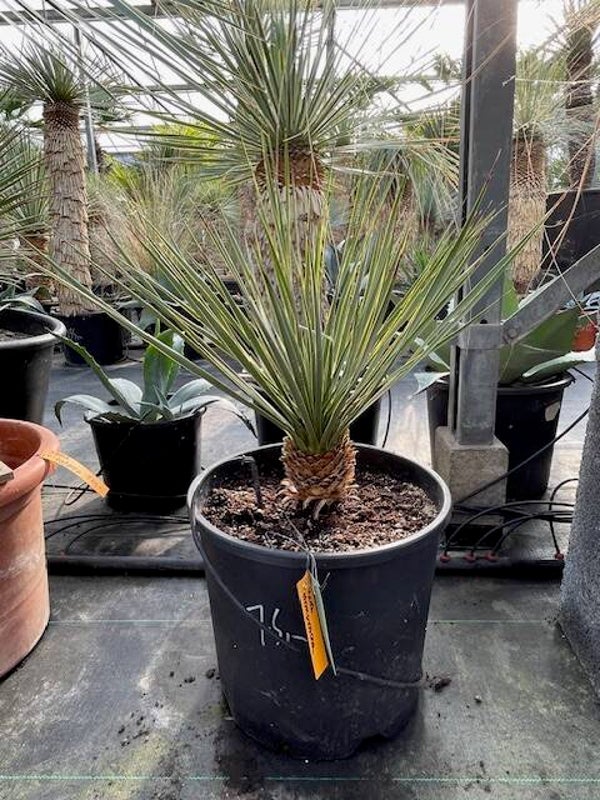 Yucca thompsoniana