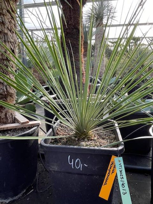 Yucca thompsoniana
