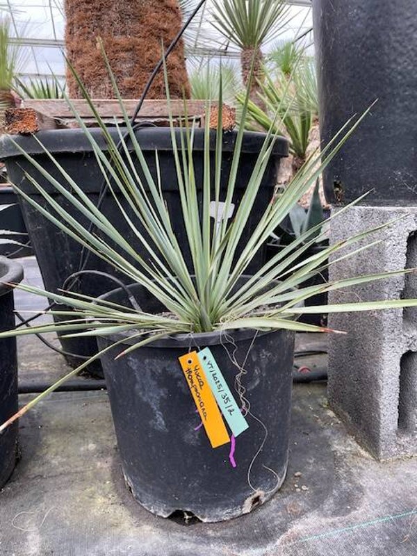 Yucca thompsoniana
