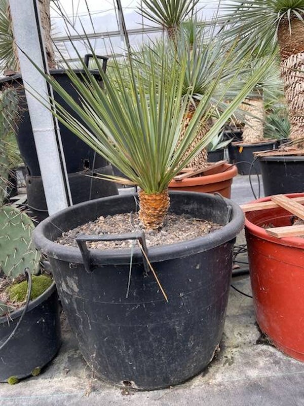 Yucca thompsoniana