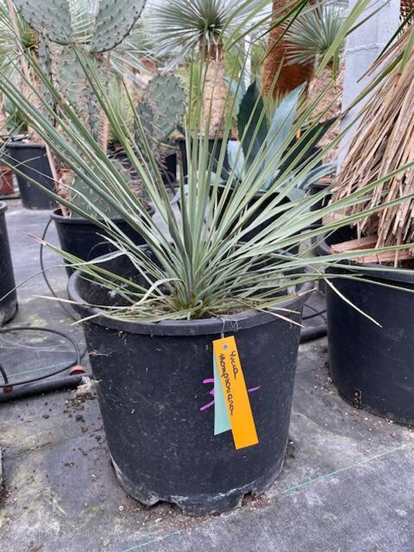 Yucca thompsoniana